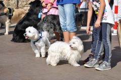 fira animal natural - caldesdestrac
