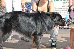 fira animal natural - caldesdestrac