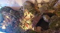 Pessebre Flia Puig