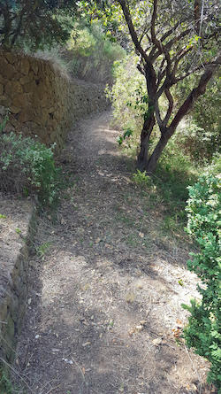 160701_fentcamins_parcmuntanya_cami_arbre