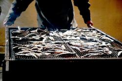 170301_cremarei_sardines
