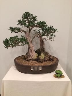 Festa Major petita 19