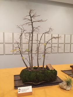 Festa Major petita 19