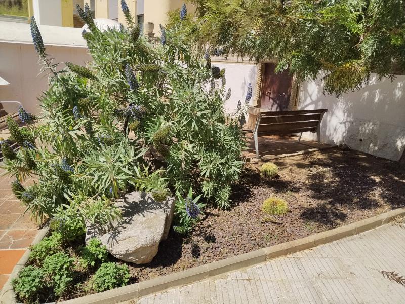 Vegetaci&oacute; a la pla&ccedil;a del Mol&iacute;