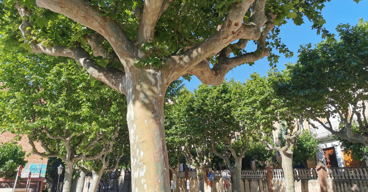 Els arbres de la Riera de Caldes d'Estrac